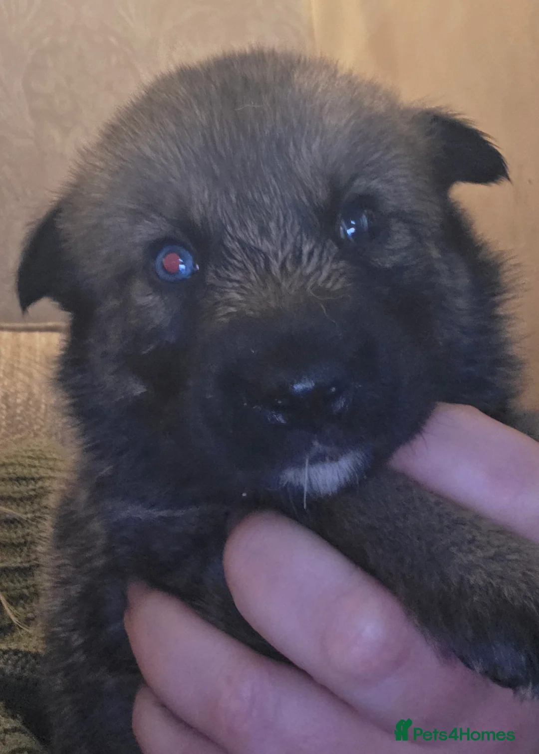 Northern Inuit dogs for sale: Tamaskan Puppies - Advert 2