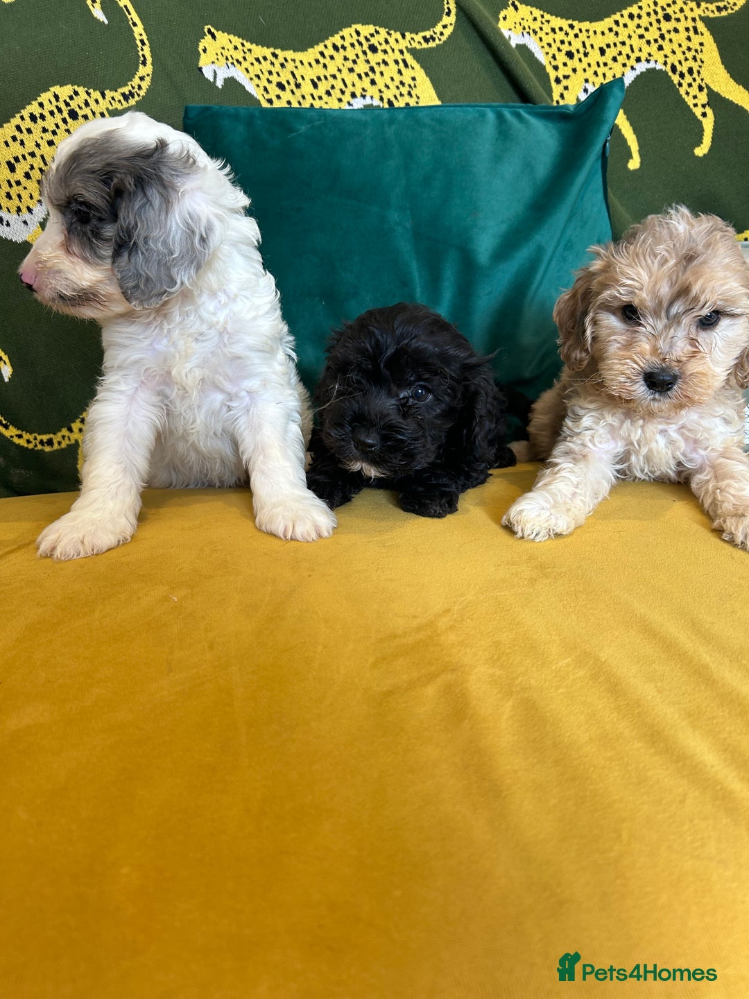 Cockapoo dogs for sale: F1 miniture cocapoos - Image 7