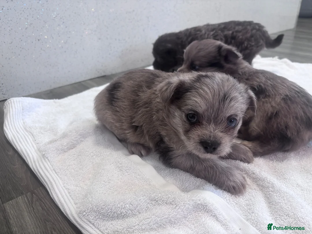 Mixed Breed dogs for sale: Pom x shitzu  in Llanelli - Advert 9