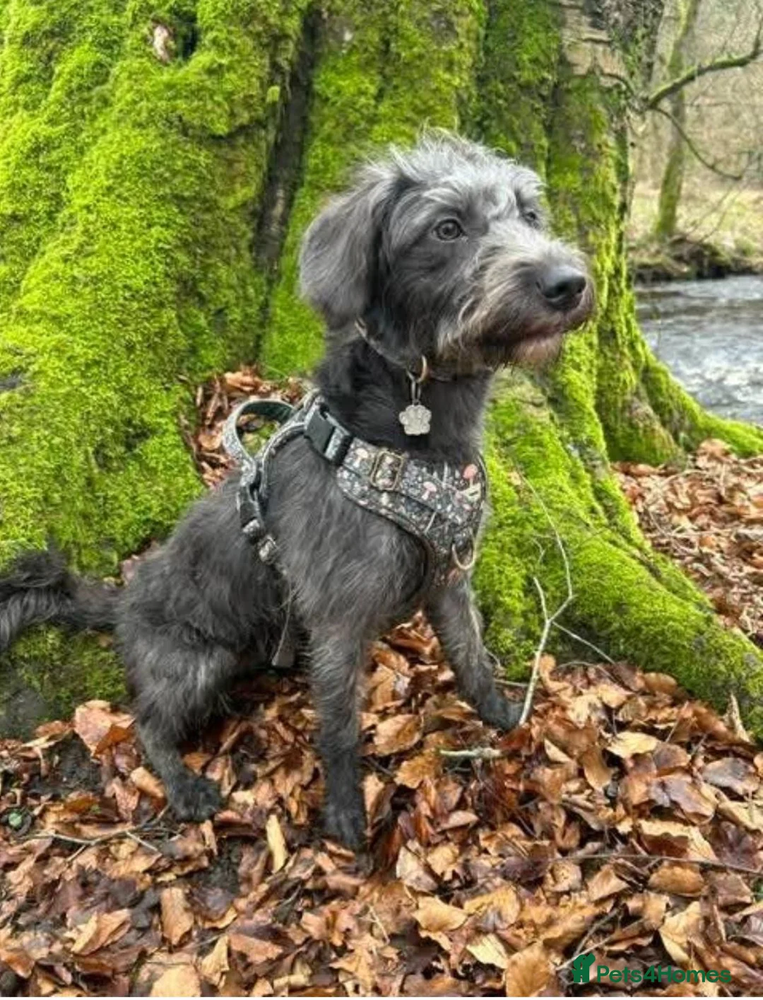 Cockapoo dogs for sale: Cickerpoo - Advert 2