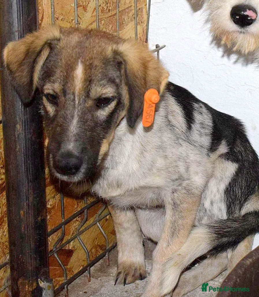 Nelly 🐾 Five Years Waiting — Mixed Breed