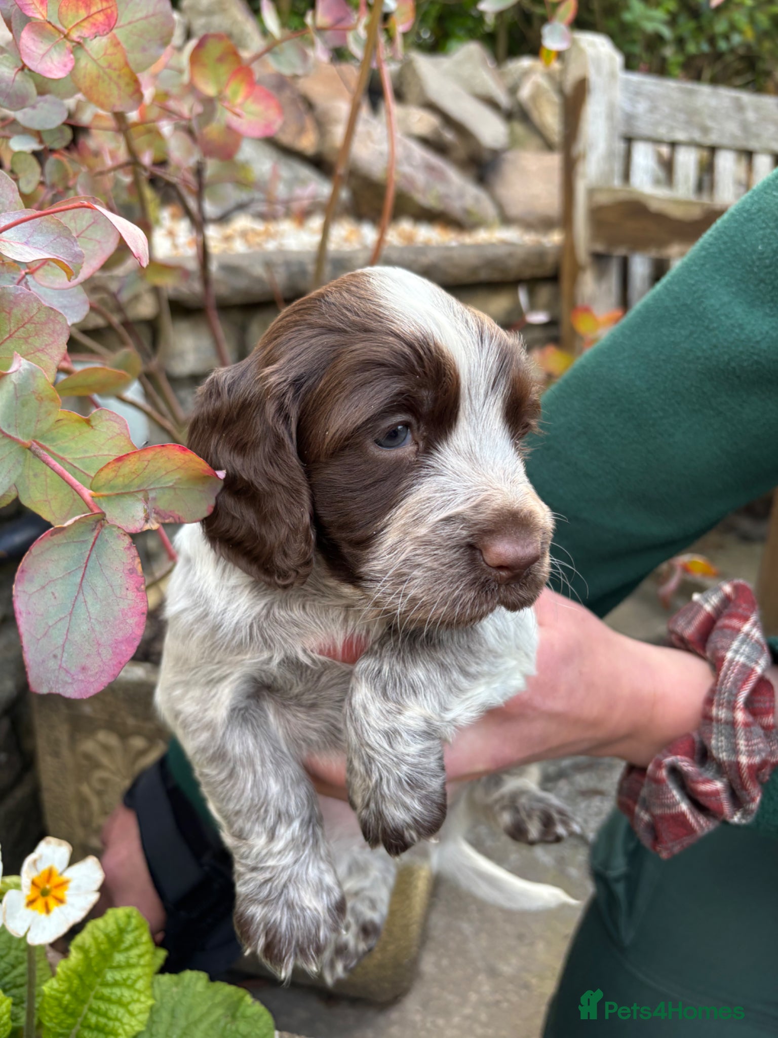 Cocker Spaniel dogs Beautiful cocker spaniel puppies - Advert 1