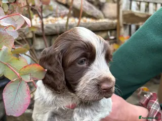 Cocker Spaniel dogs for sale: Beautiful cocker spaniel puppies - Advert 1