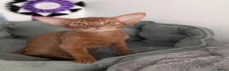 Abyssinian cats for sale: Stunning Abyssinian baby - Advert 3