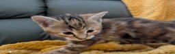 Mixed Breed cats for sale: Beautiful orange, grey and tabby kittens  - Advert 5