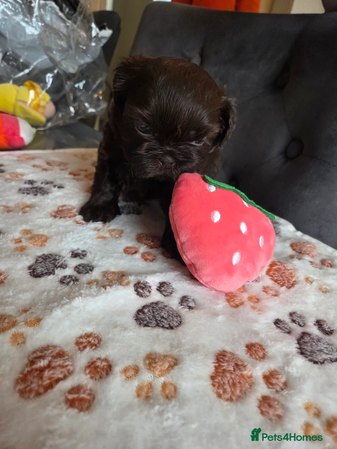 Shih Tzu dogs for sale: Shih Tzu Puppies For Sale - - Advert 37