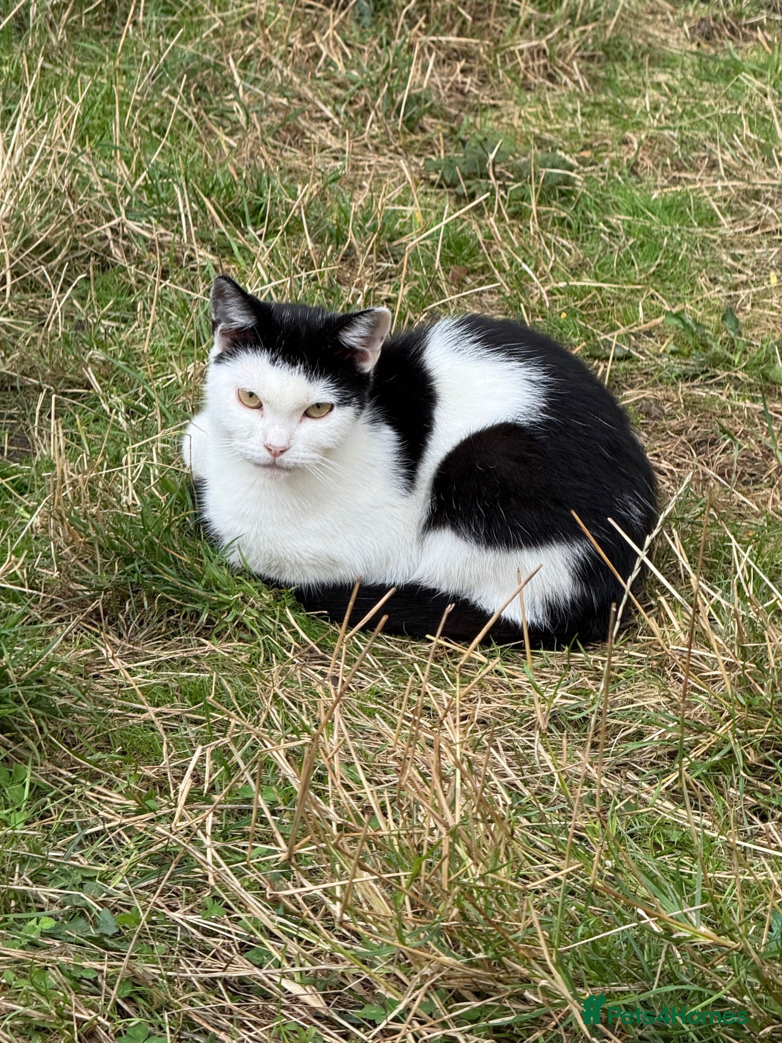 Mixed Breed cats Rehoming /adoption 3 beautiful juvenile cats - Advert 16