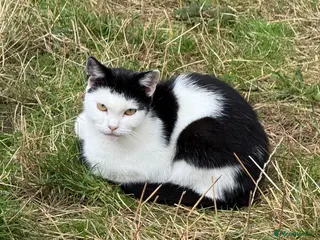 Mixed Breed cats Rehoming /adoption 3 beautiful juvenile cats - Advert 16