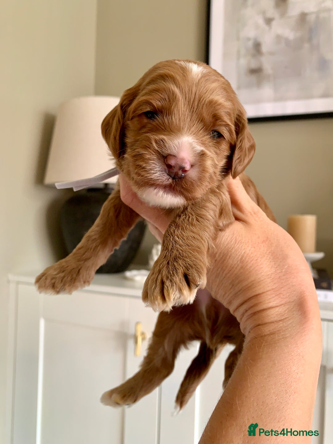 Cockapoo dogs for sale: 3 Stunning Dark Red Cockapoo Puppies - Image 4