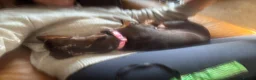 Miniature Dachshund dogs for sale: 1 year old Mini daschund - Bonnie  - Advert 6