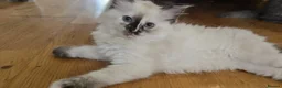 Ragdoll cats for sale: Ragdoll/Siberian mix kittens - Advert 4