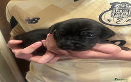 Great Dane dogs for sale: Stunning puppies, health tested KC parents. - Image 17