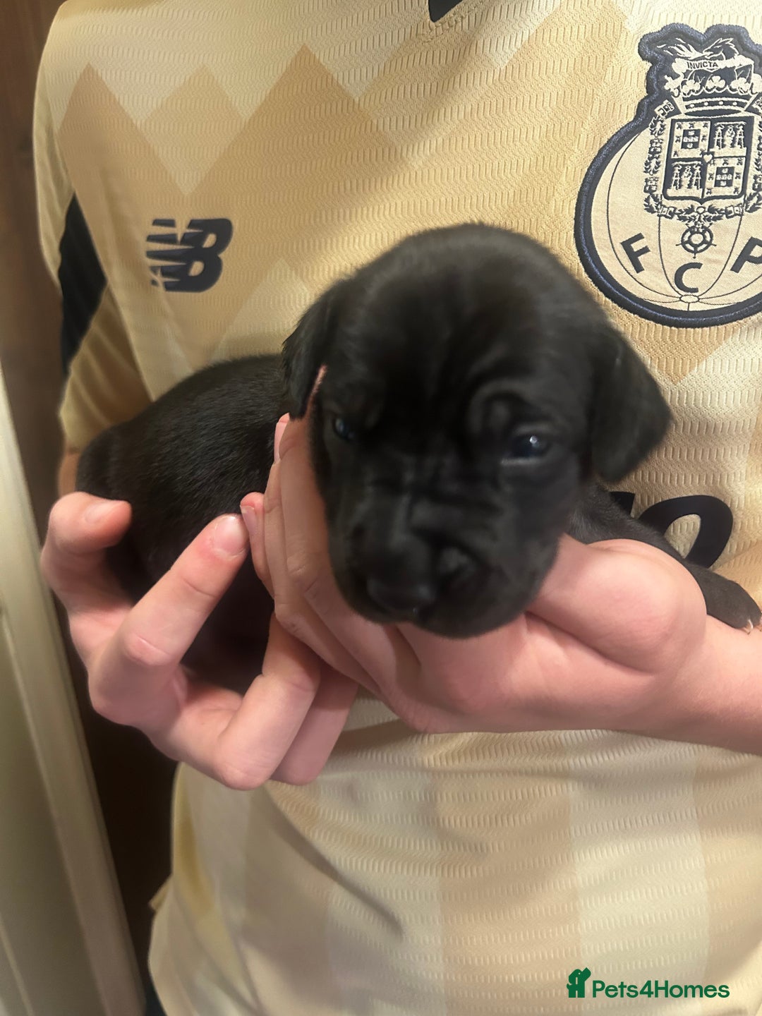 Great Dane dogs for sale: Stunning puppies, health tested KC parents. - Image 17