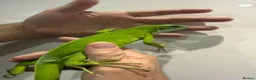 Iguana reptiles for sale: fiji Iguana pair  - Advert 4