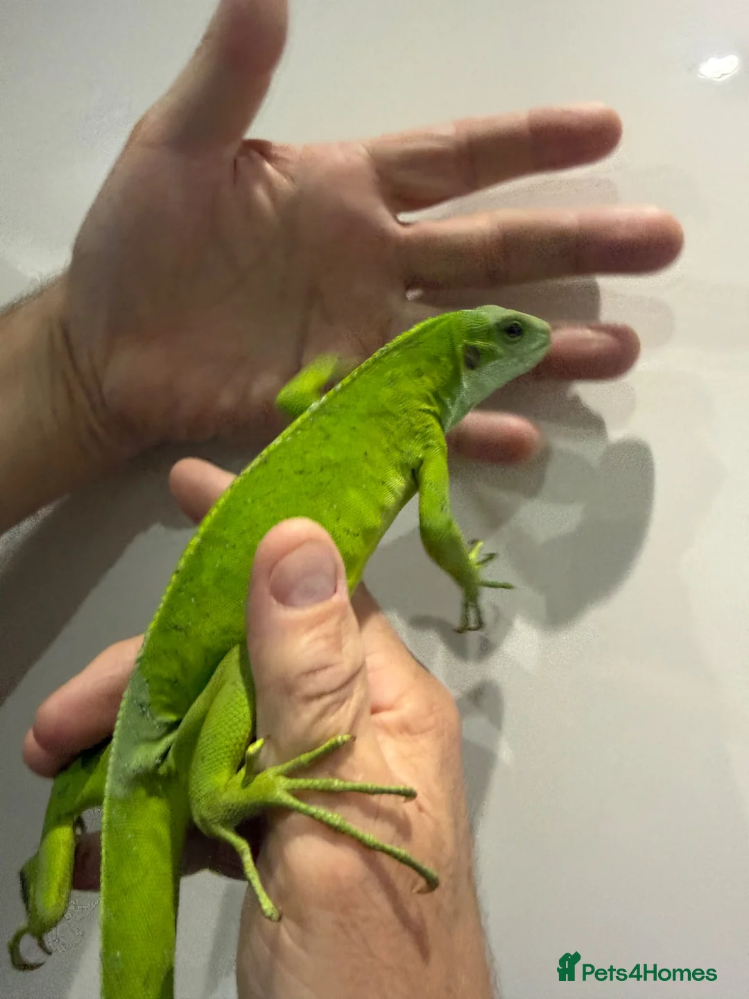 Iguana reptiles for sale: fiji Iguana pair  - Advert 4