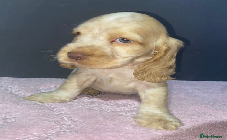Cocker Spaniel dogs - Advert 1