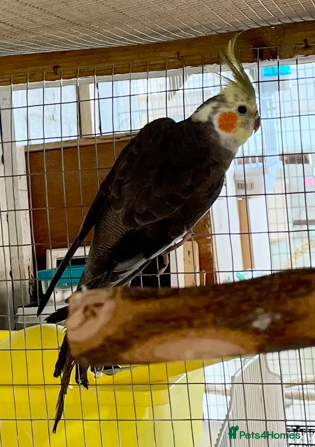 Cockatiels birds for sale: Two very cute young male cockatiels - Advert 2