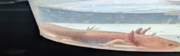 Axolotl reptiles for sale: Copper axanthic Melanoid baby Axolotl - Advert 15