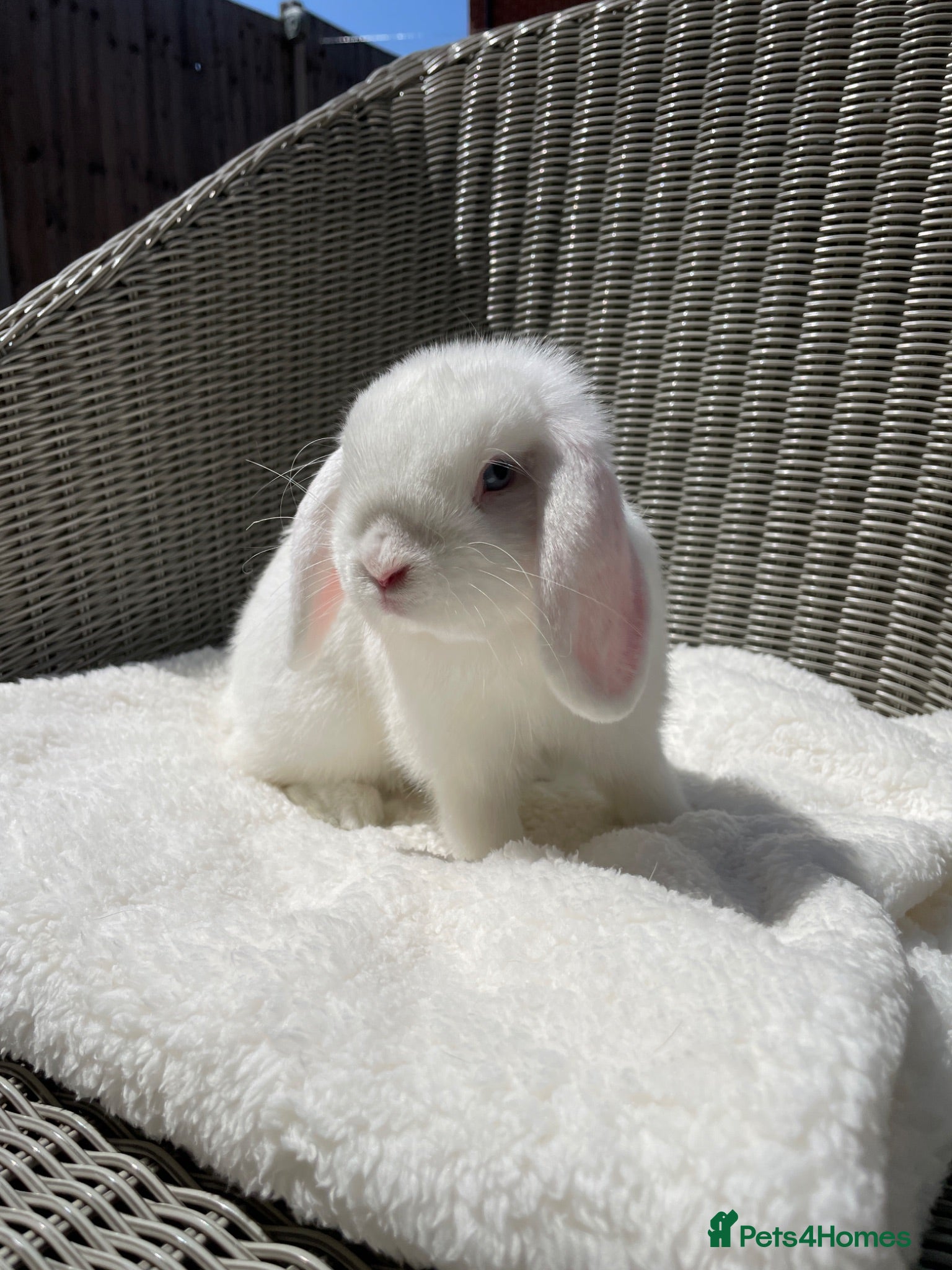 Mini Lop rabbits Beautiful mini lop for sale - Advert 2