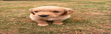 Mini Goldendoodle 1
