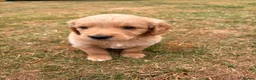 Mini Goldendoodle dogs for sale: F2 miniature goldendoodles - Advert 8