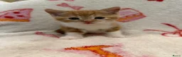 Domestic Shorthair cats for sale: 2 Beautiful Kittens Looking For Forever Home - Advert 11