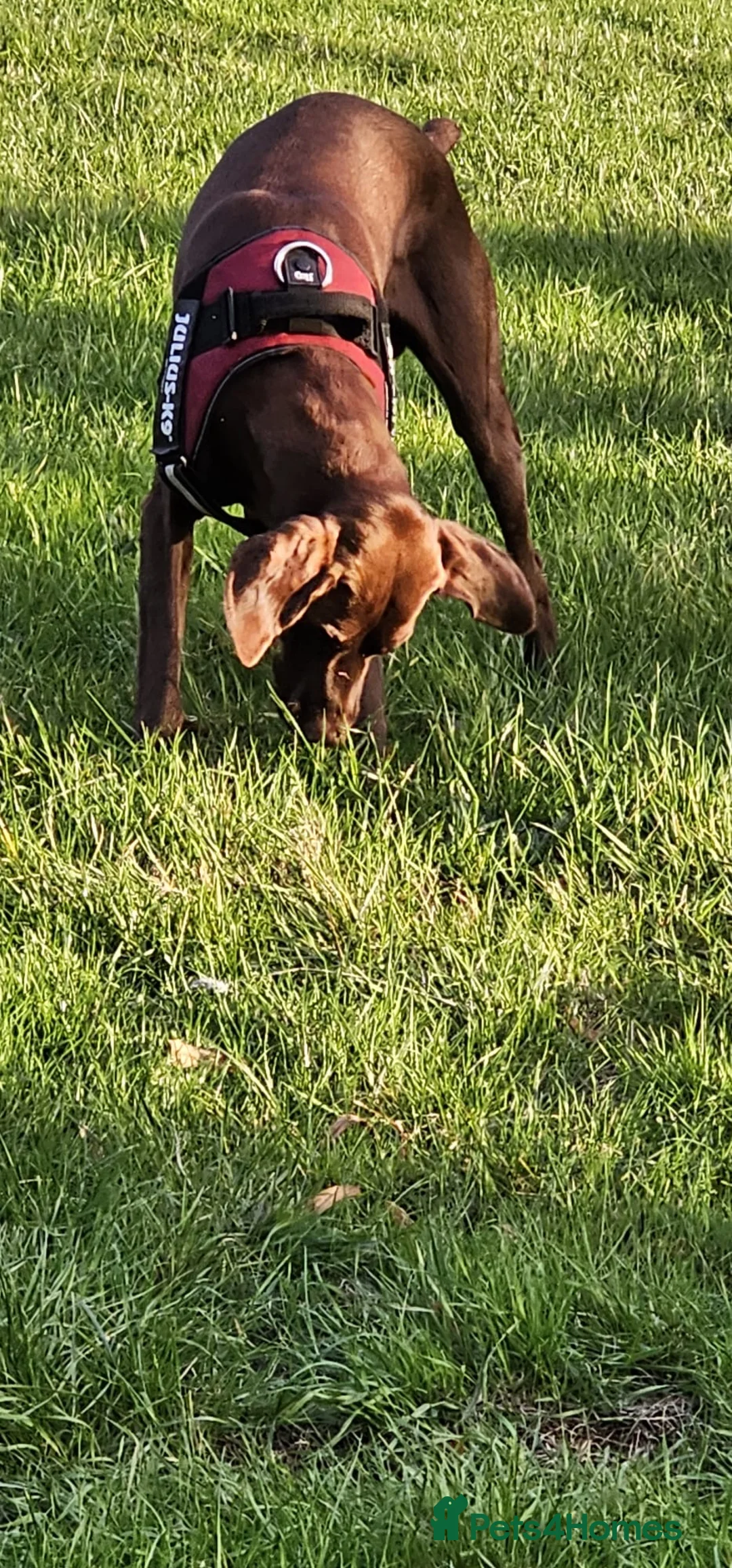 German Shorthaired Pointer dogs for stud: Chocolate Dog - Advert 6