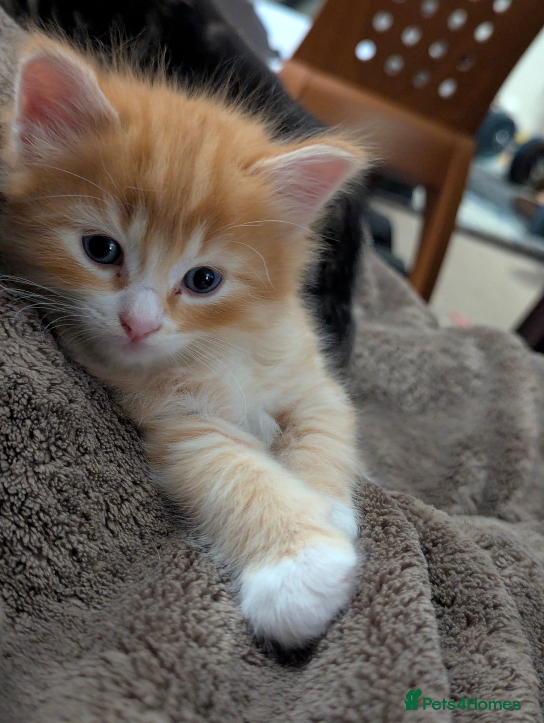 Mixed Breed cats for sale: Gorgeous kittens for sale £250 males £300 females - Advert 19