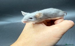 Mouse rodents for sale: Fancy Mice - Standard, Rex, Double Rex (Hairless)  - Image 3