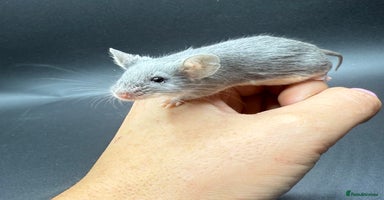 Mouse rodents - Advert 11