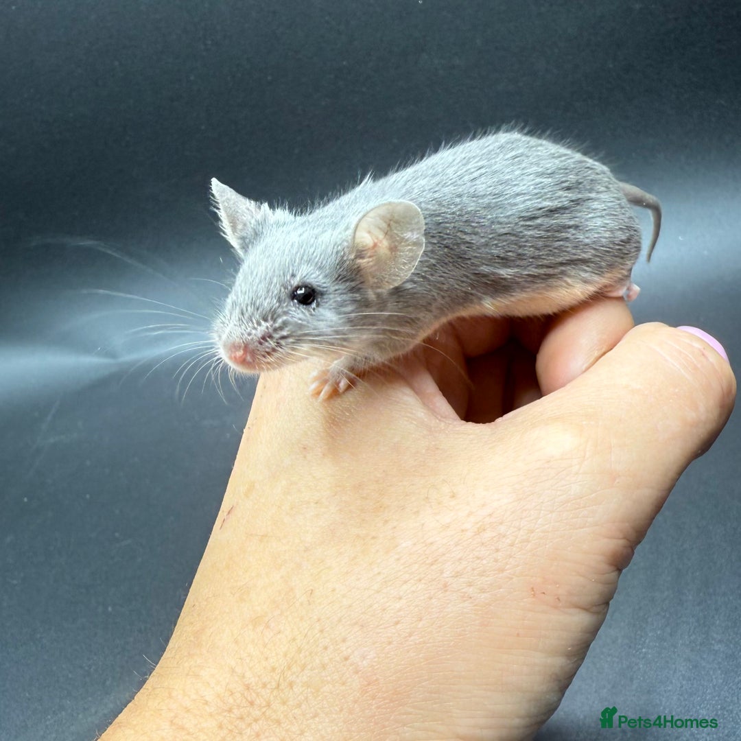 Mouse rodents for sale: Fancy Mice - Standard, Rex, Double Rex (Hairless)  - Image 3