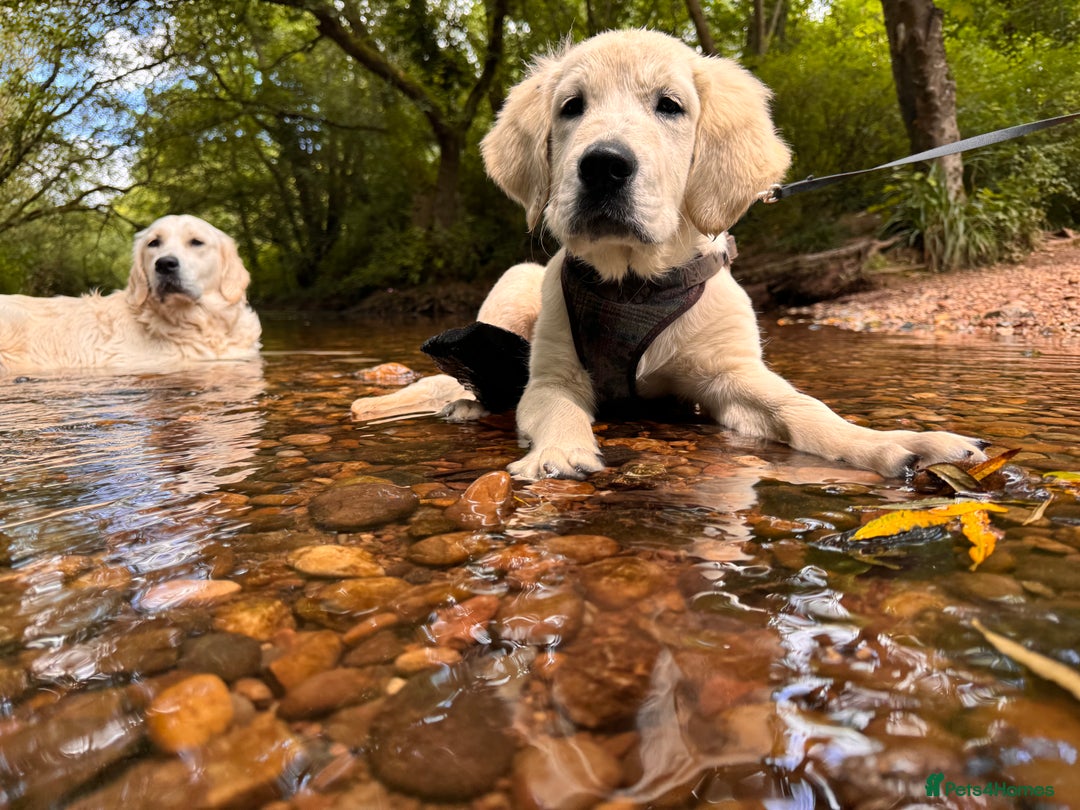 Golden Retriever dogs for sale: 1 year old golden retriever boy - Image 7