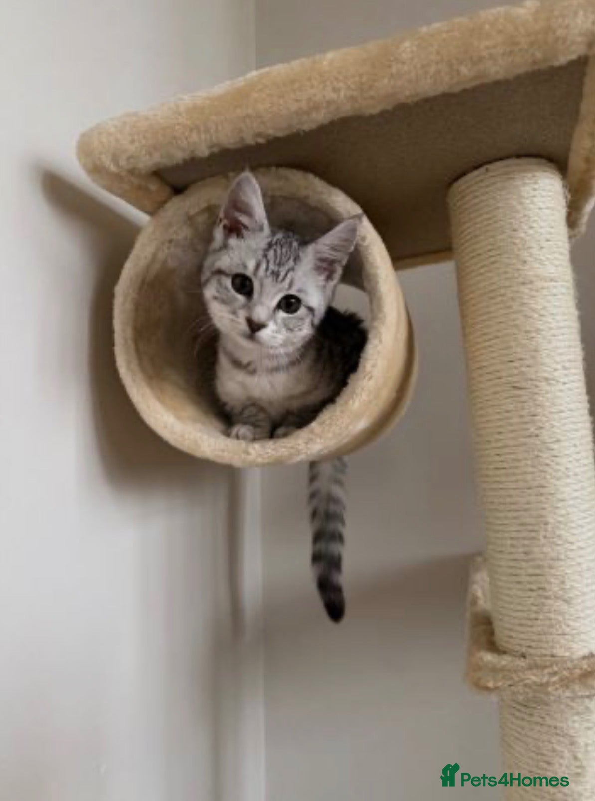 Maine Coon cats Pure bred Maine Coon - Advert 3