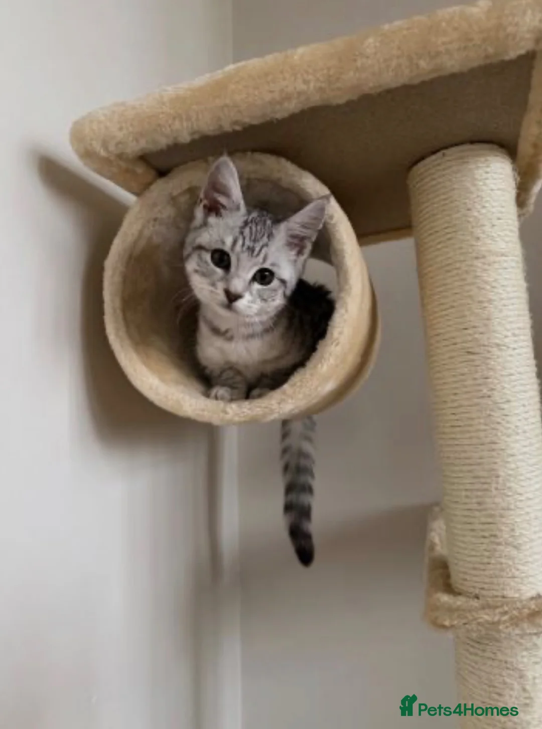 Maine Coon cats for sale: Pure bred Maine Coon - Advert 1