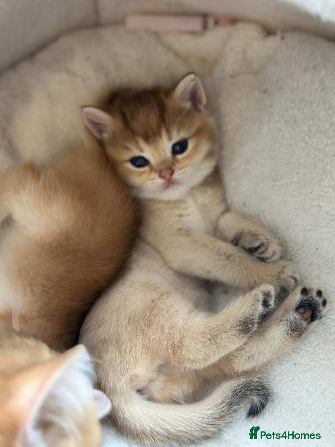 British Shorthair cats for sale: Last British Shorthair Golden kitten GCCF reg - Advert 33