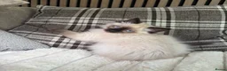 Ragdoll cats for sale: Ready❤️Gccf Luxury Seal Point Ragdoll Kittens ❤️ in Bradford - Advert 3