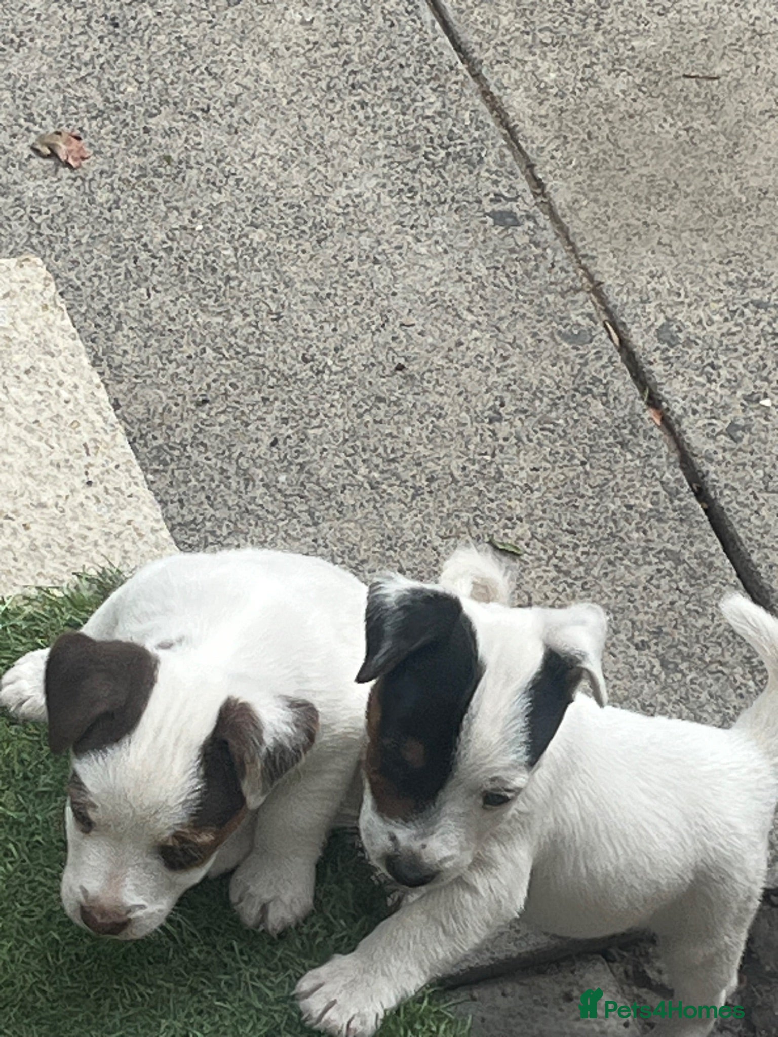 Jack Russell dogs 2 Jack Russell pups - Advert 1