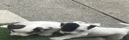 Jack Russell dogs for sale: 2 Jack Russell pups - Advert 1