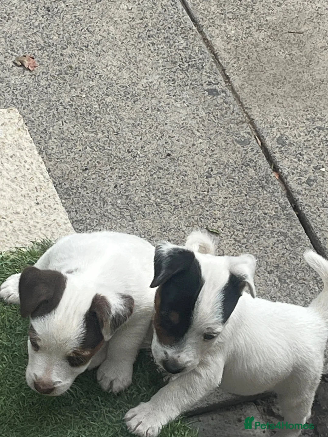 Jack Russell dogs for sale: 2 Jack Russell pups - Advert 1