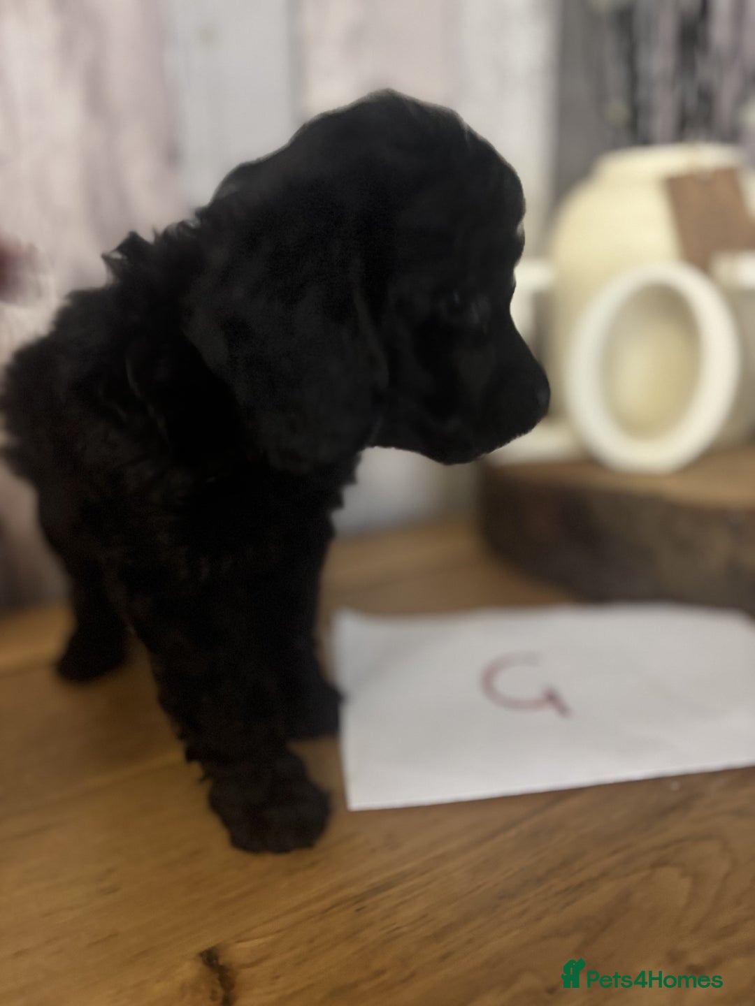 Cockapoo dogs for sale: Cockapoo Puppies looking for their forever homes - Advert 24