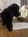 Cockapoo Puppy G