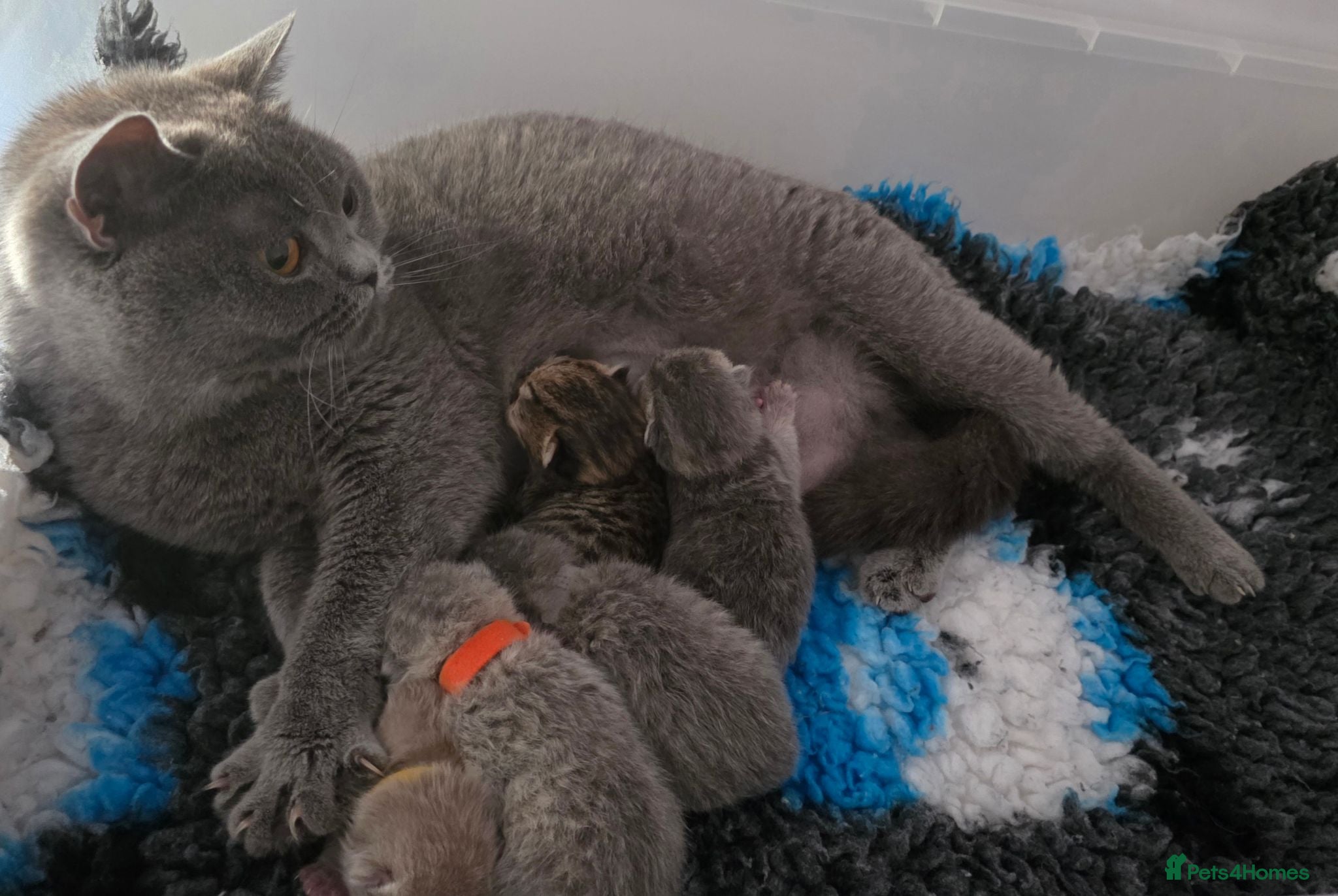 British Shorthair cats Tica registered British Shorthair kittens  - Advert 2