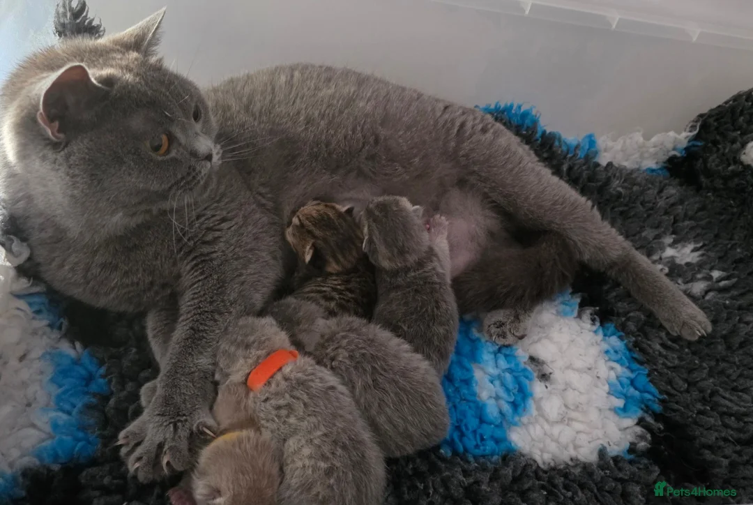 British Shorthair cats for sale: Tica registered British Shorthair kittens  - Advert 2