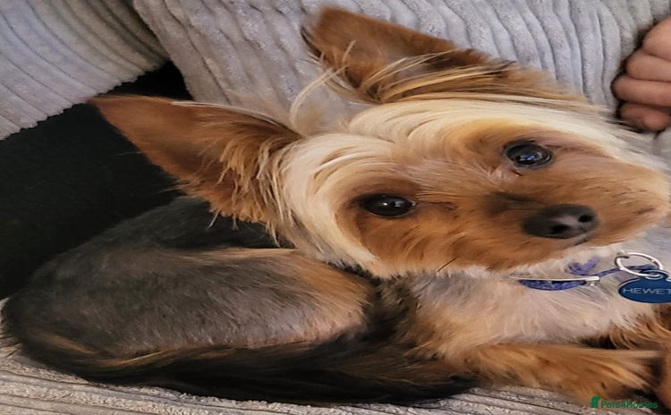 Yorkshire Terrier dogs - Advert 5