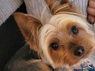 Yorkshire Terrier dogs - Advert 9