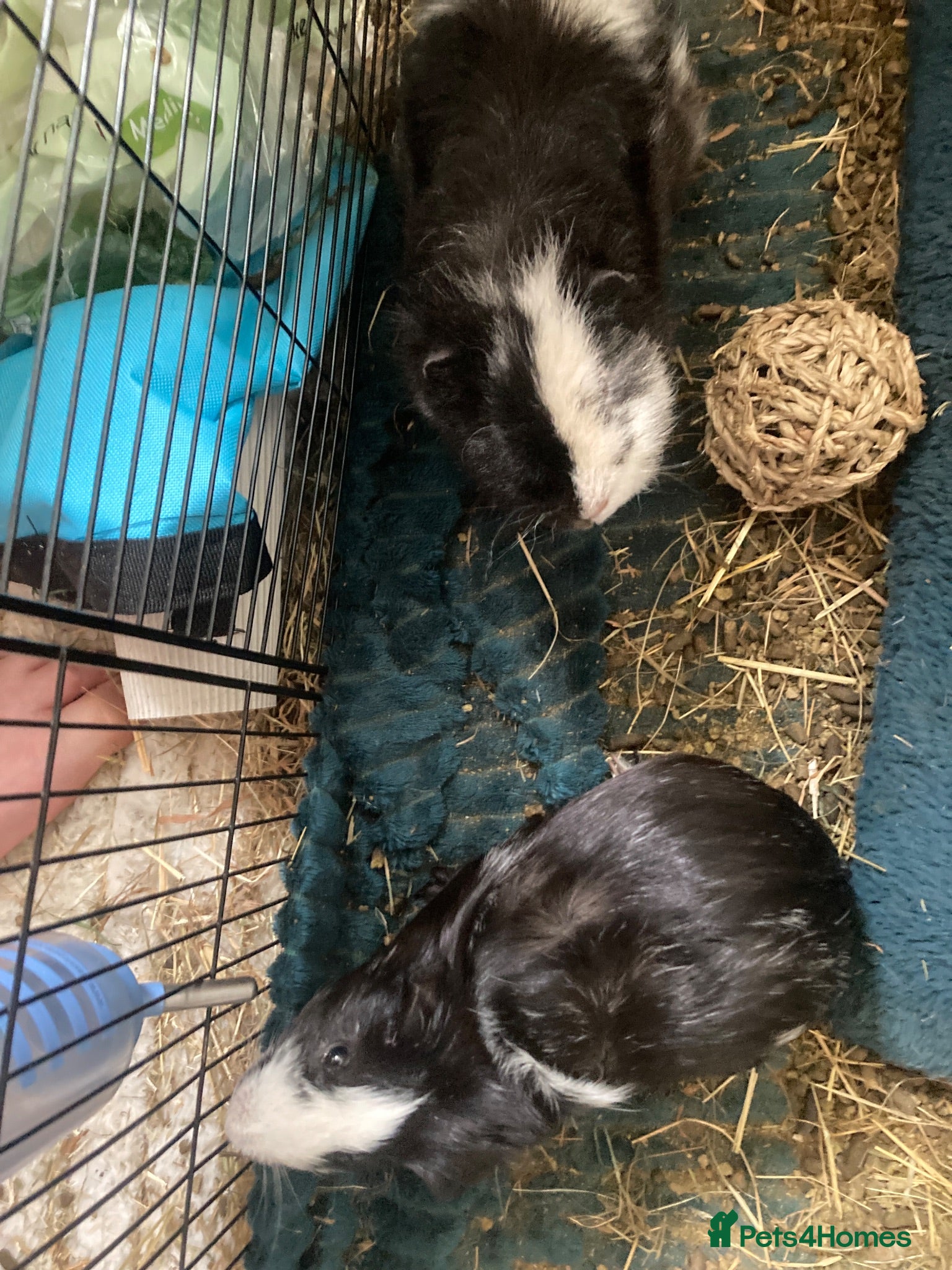 Guinea Pig rodents 2 male guinea pigs  - Advert 15