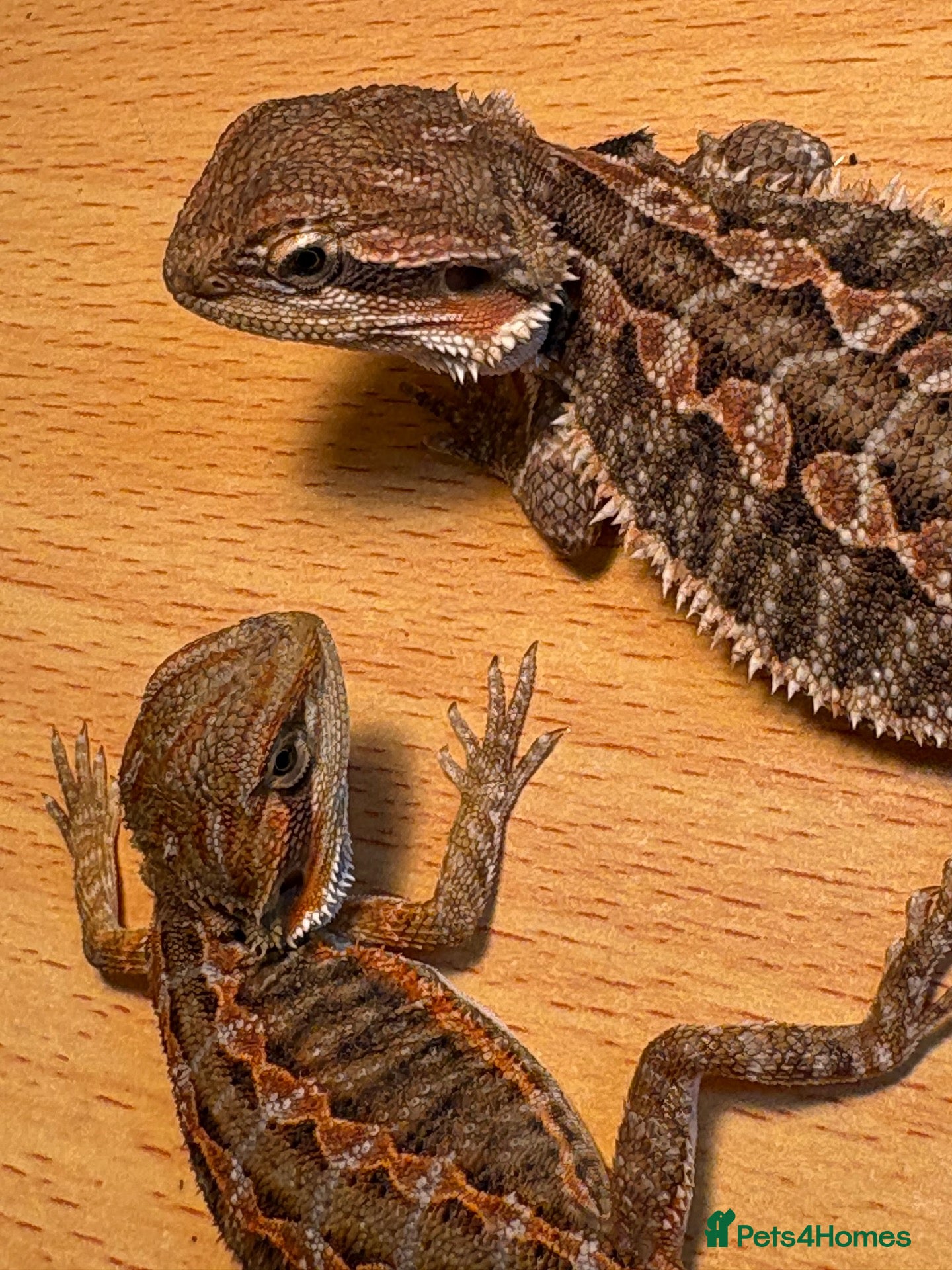 Bearded Dragon reptiles stunning baby bearded dragons £150 ONO  - Advert 20