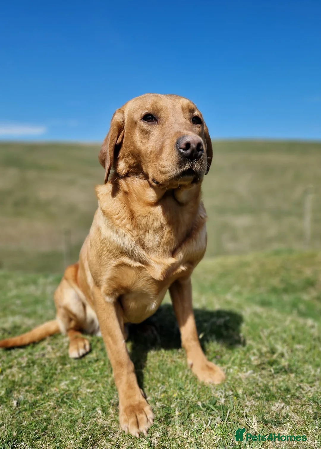 Labrador Retriever dogs for sale: KC reg fox red Labradors  - Advert 3
