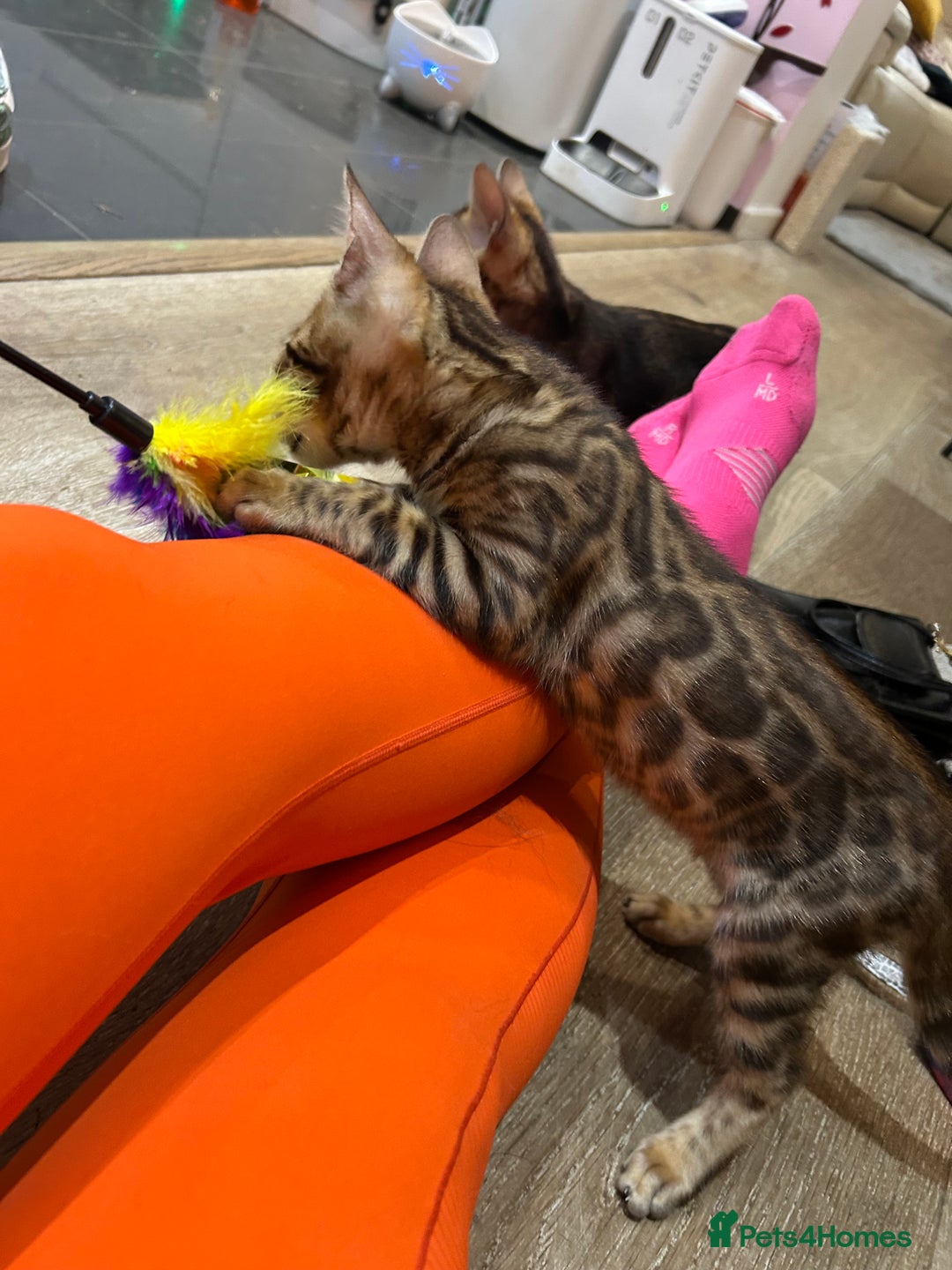 Bengal cats for sale: Champion bloodline Bengal kittens - Advert 32