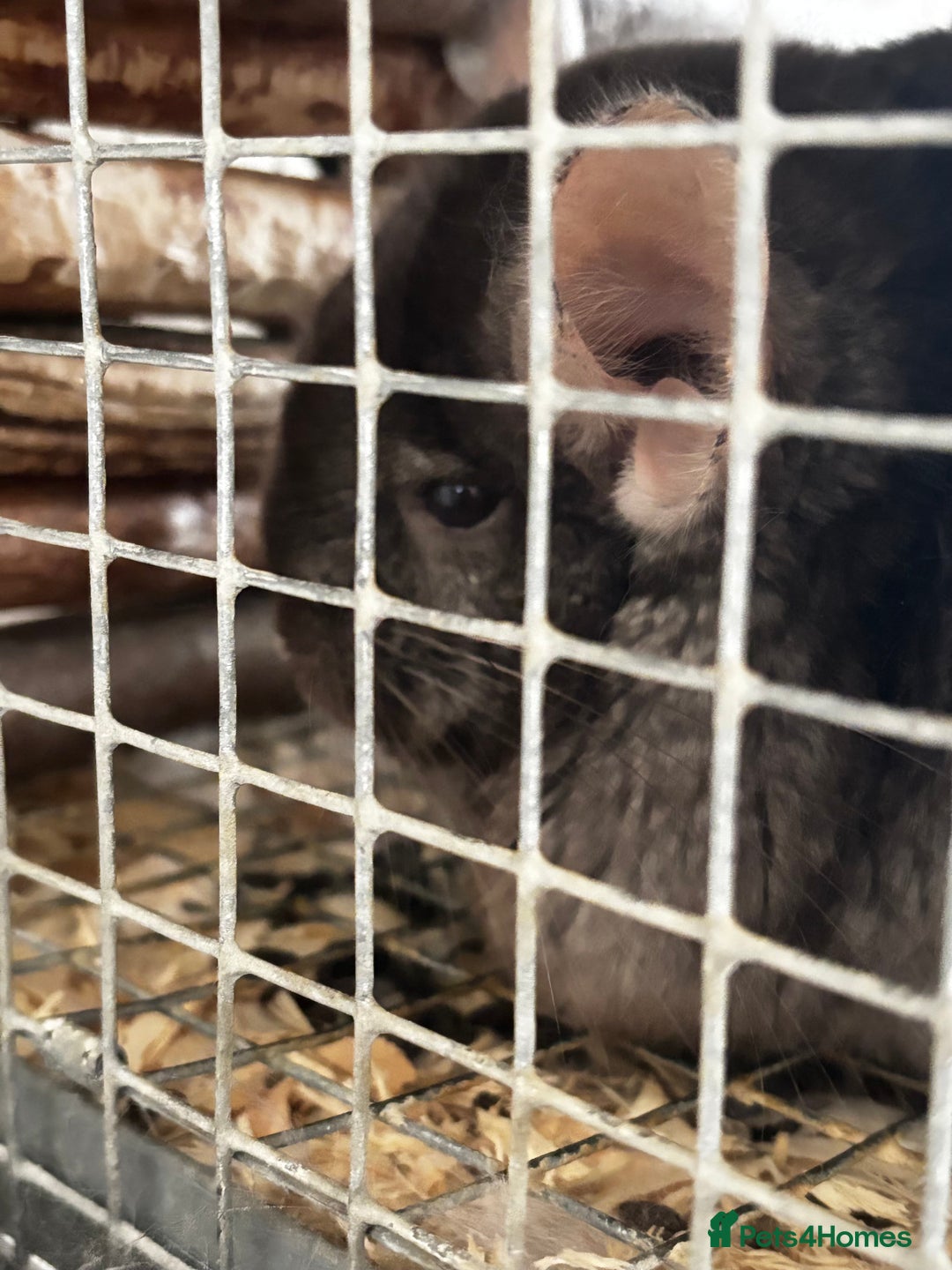 Chinchilla rodents for sale: Milo & Phoebe  - Image 3